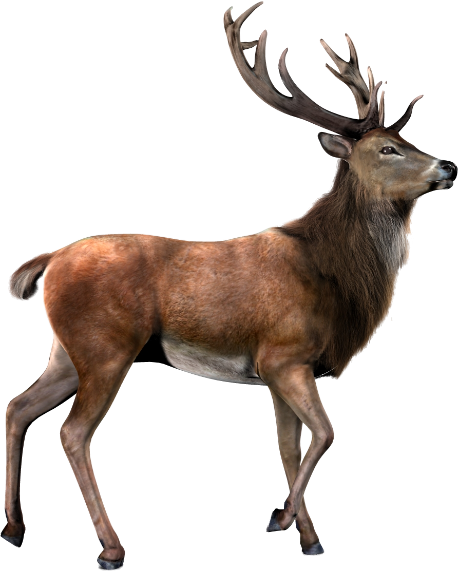 More Like Cuervo Png By Eross-666 - Deer Png (1600x1200)