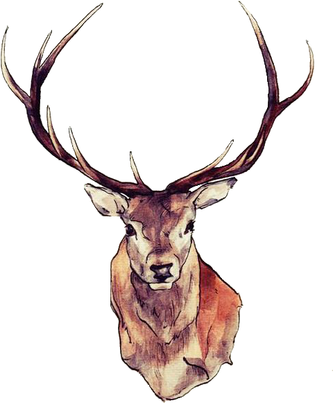 Download Free Photo Report - Deer Png (500x634)