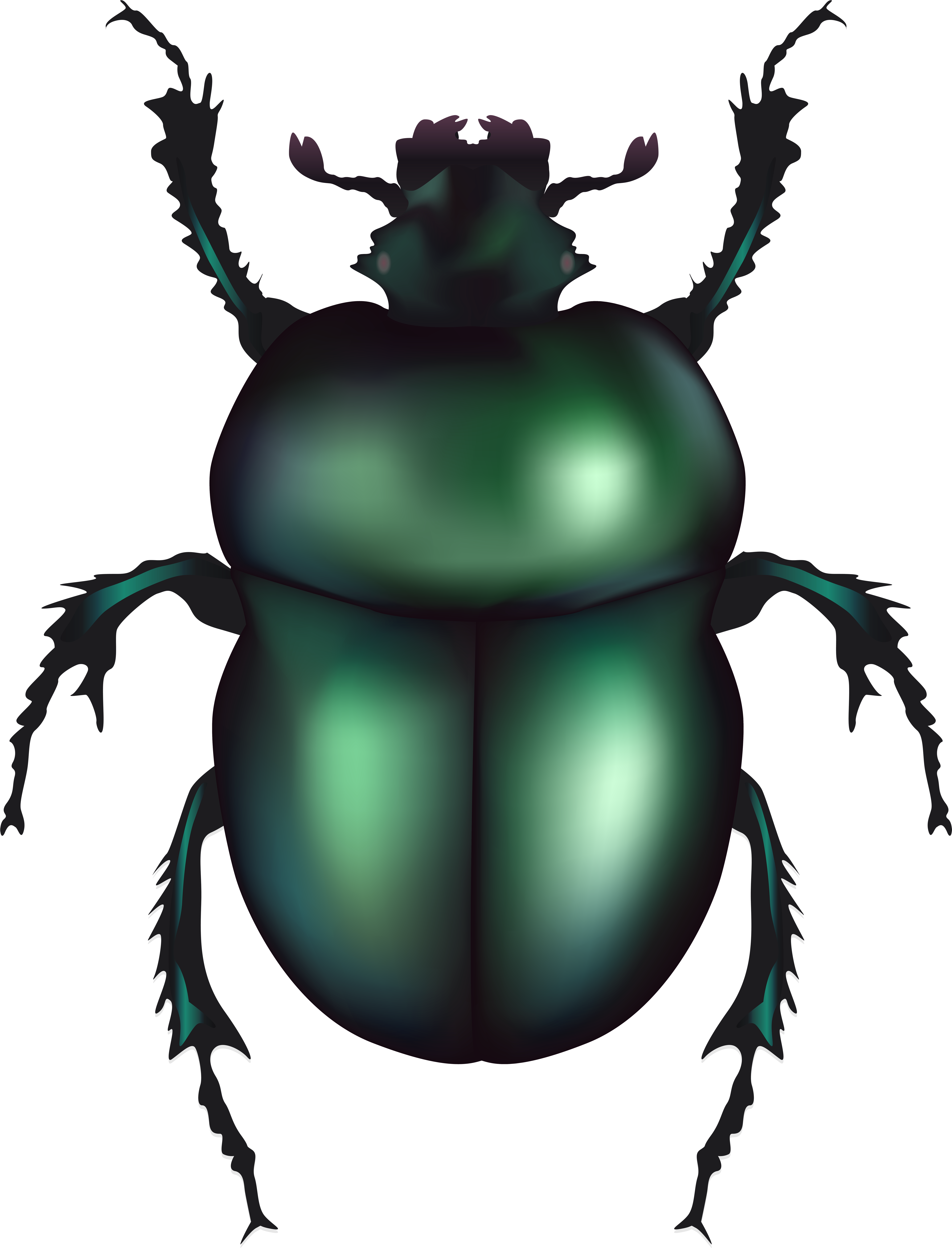 Green Rose Chafer Beetle Png Clip Art - Green Rose Chafer Beetle Png Clip Art (6101x8000)