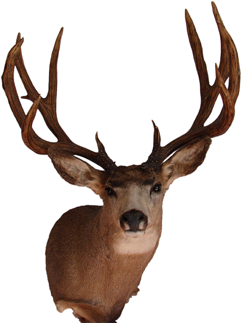 Mule Deer Mount - Deer Head Mount Png (506x650)