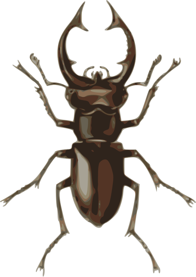 Medium Image - Stag Beetle Clipart (639x900)