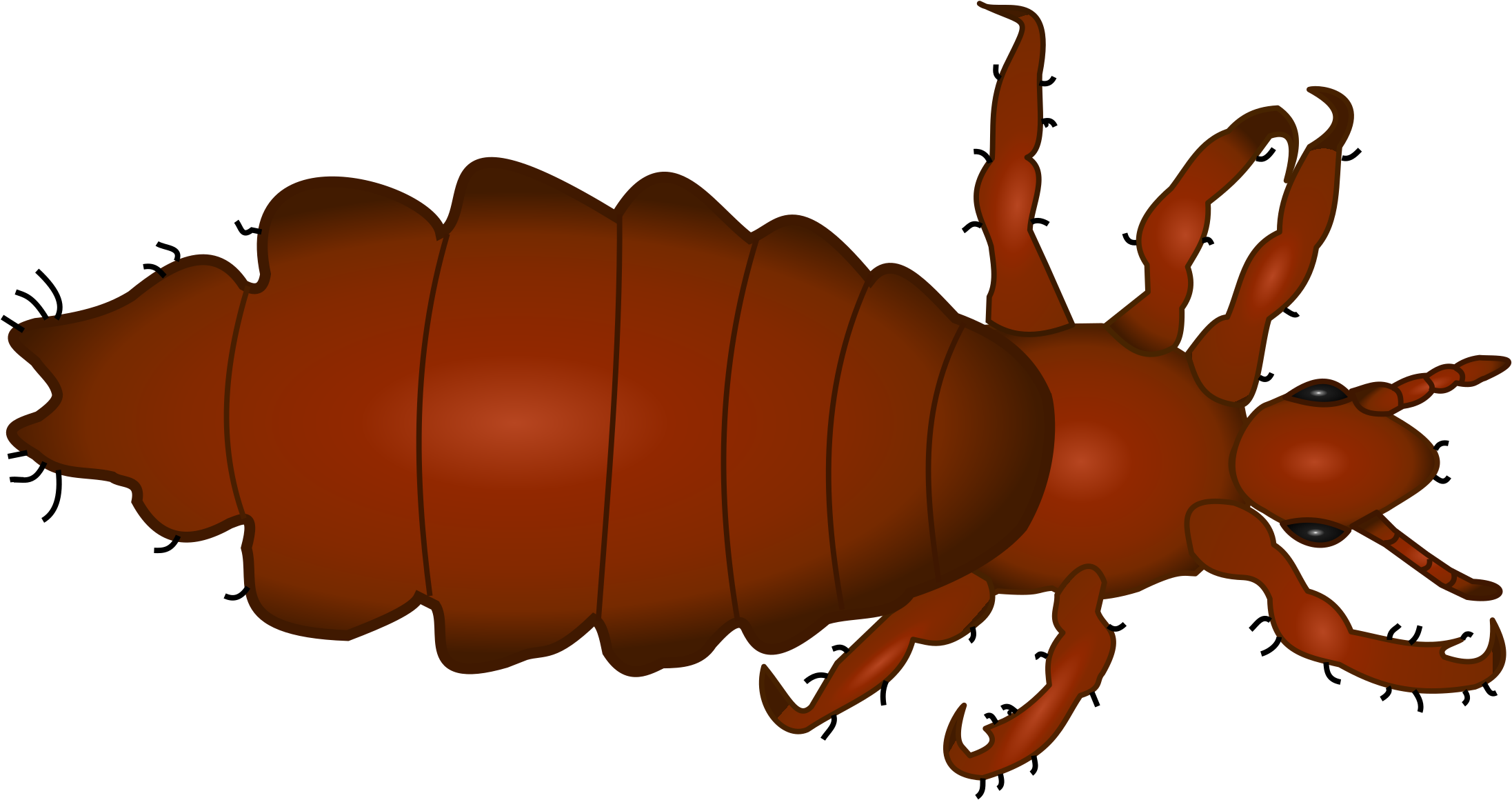 Louse Png (2400x1200)