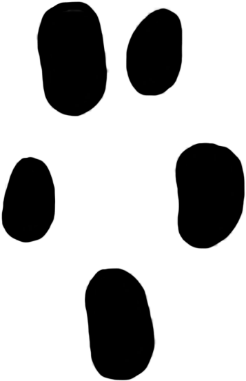 Paw Prints Clipart Shrew 7 Mm - Polar Bear (430x1004)