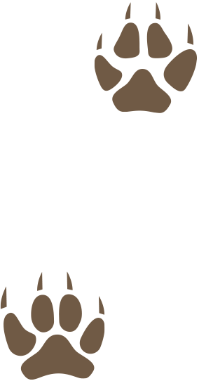 Coyote Tracks Typically Have 4 Toes Of Equal Size - Paw (284x542)
