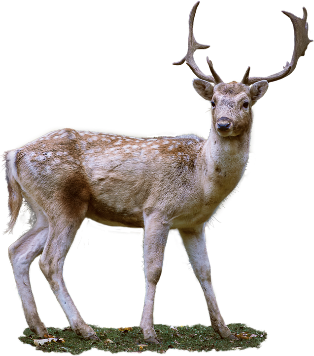 Image - Roe Deer (637x720)