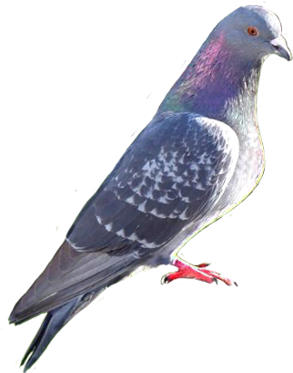 Pigeon Clip Art - Pigeon Png (413x486)