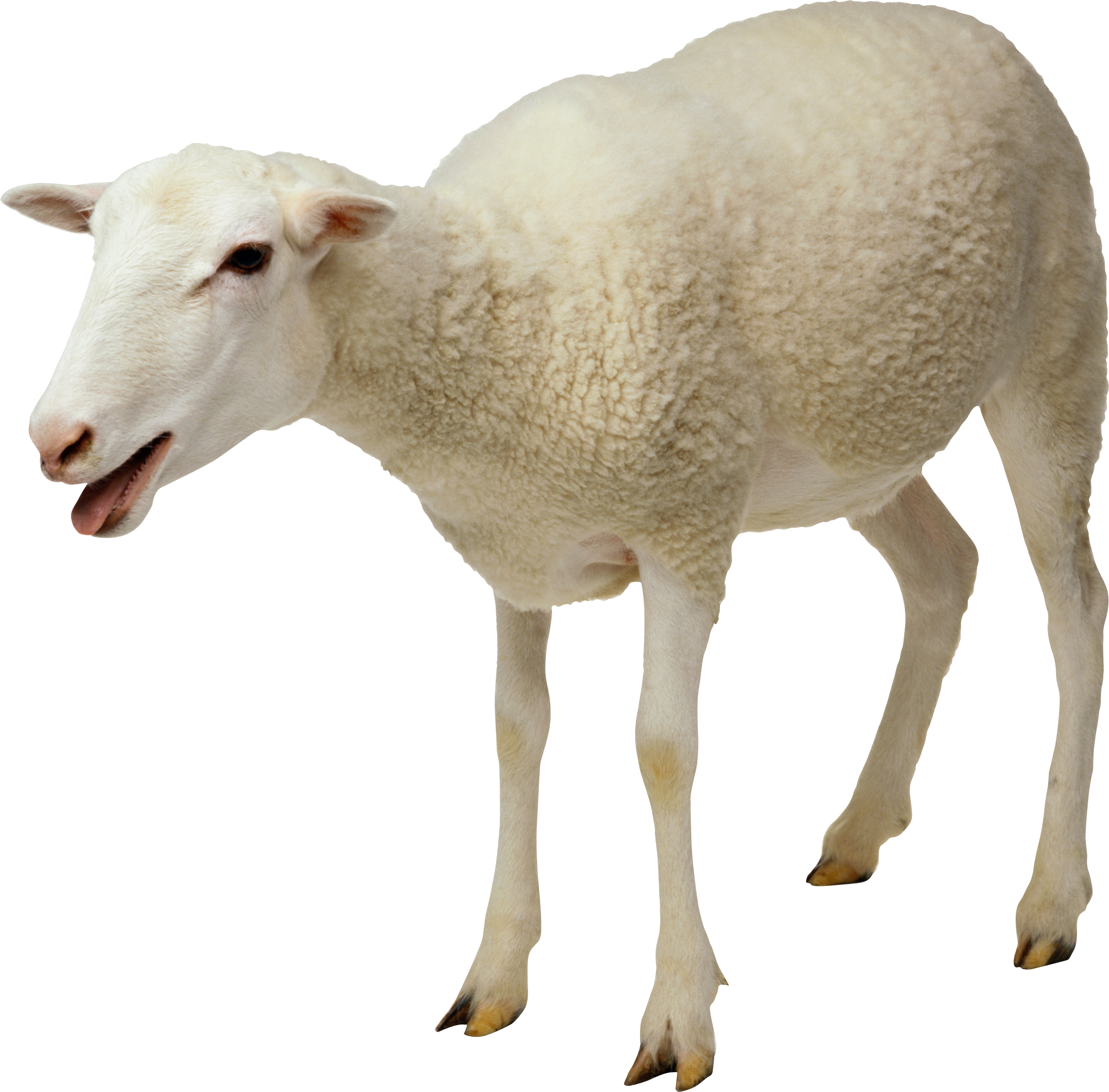 Sheep Png Image, Free Download - Sheep Png (2497x2458)