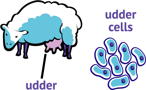 Udder Cell (600x365)