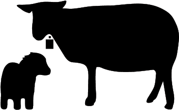 Lam Og Sau - Goat (375x375)
