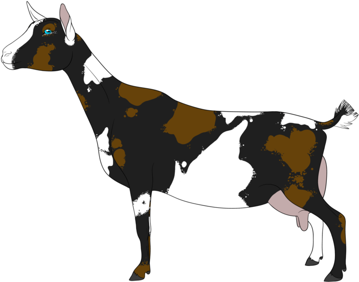 Brucellosis Free Per Usda - Dwarf Goat Clip Art (800x747)