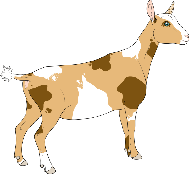 Brucellosis Free Per Usda - Nigerian Dwarf Goat Design (800x739)