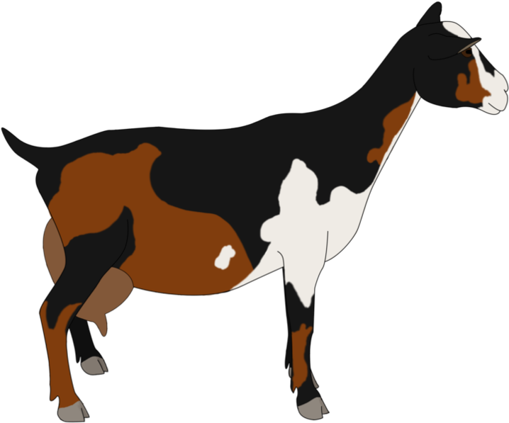 Nigerian Dwarf Goat By Eliteirishacres - Nigerian Dwarf Png (894x894)