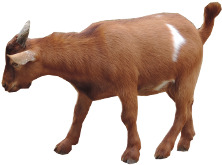 Goat Png - Goat (400x300)