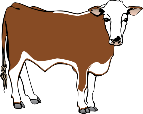 Hereford Clipart - Coloring Book (501x398)
