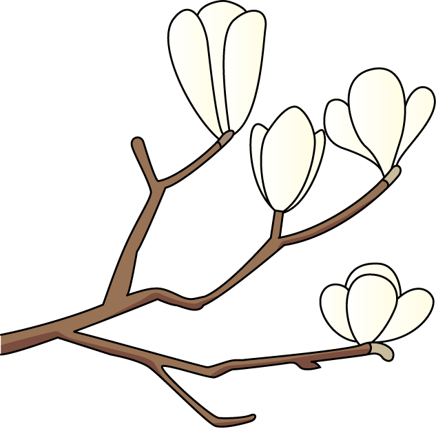 15 Magnolia Flower Frees That You Can Download To Clipart - 無料 イラスト こぶし の 花 (633x622)