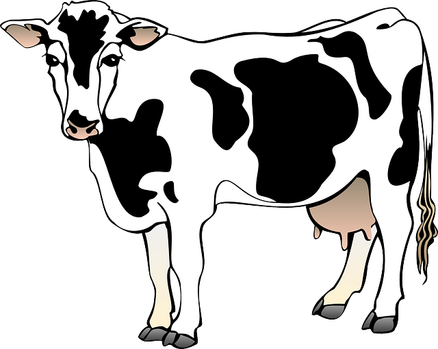 Ranch Animal Cliparts - Cow Clipart (800x636)