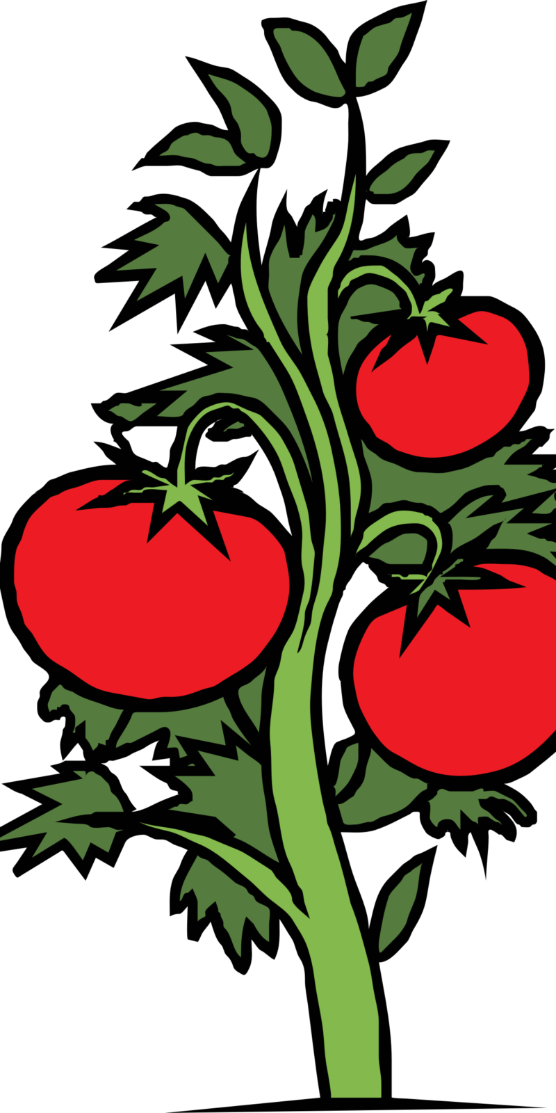 Cariboo Growers Co-op - Tomato Plant Clipart (800x1600)