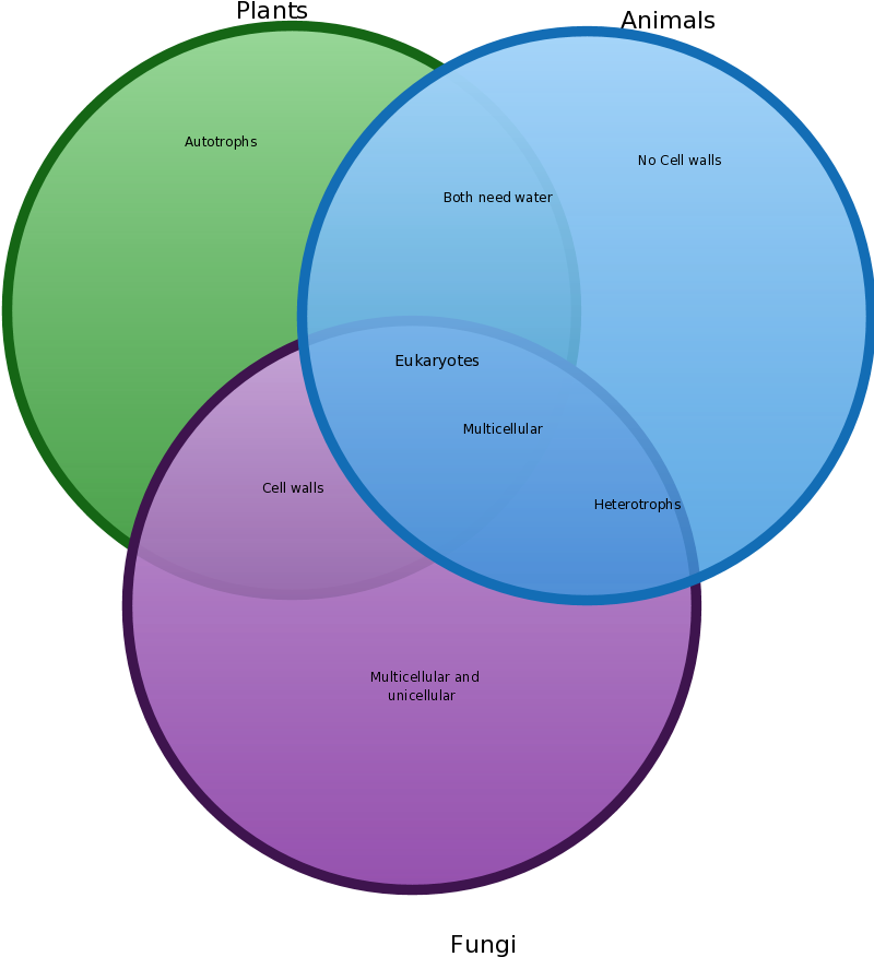 Venn - Plants Vs Animals Vs Fungi (801x902)