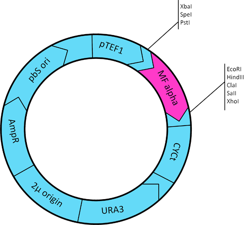 Available Vectors For Us - Circle (500x462)