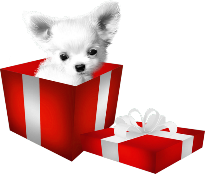 Pomeranian Puppy Dog Breed Clip Art - Cão Na Caixa De Presente Png (700x595)