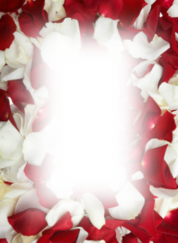 Love Frame New - Whole Blossoms Fresh Red White Rose Petals (360x490)