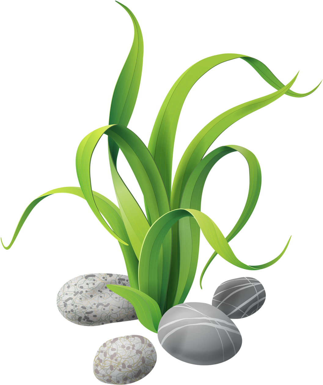 Algae Stones 3 - Ocean Plants Clipart Png (1107x1280)