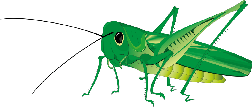 Free Png Grasshopper Png Images Transparent - Grasshopper Png (850x362)