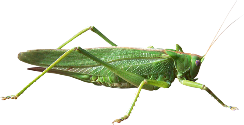 Best Free Grasshopper Png In High Resolution - Hasharotlar (800x412)