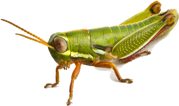 Download Png Image Report - Grasshopper Png (800x533)