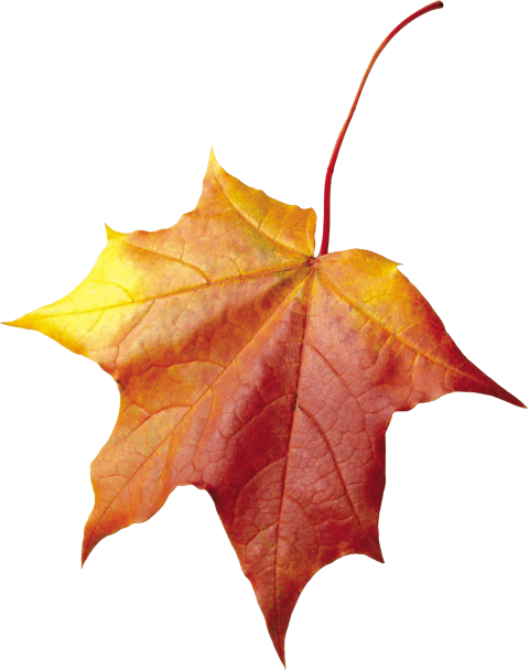 Free Png Maple Autumn Leaf Png Images Transparent - Осенние Листья Для Фотошопа (480x608)