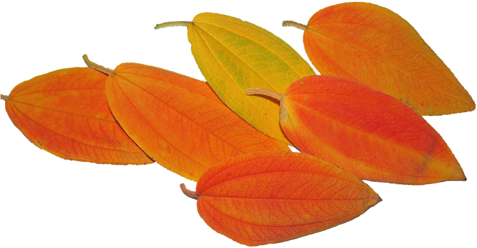 Leaves, Autumn, Fall, Tree, Season - Starfruit (960x504)