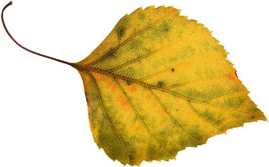 Autumn Leaf Autumn Leaf - Hallan (586x348)