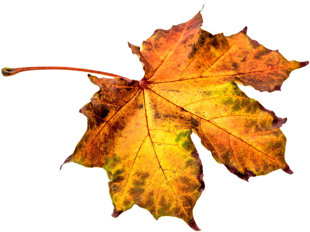 Autumn Leaves Leaf Png Png Image - Hoja De Otoño Png (1280x853)