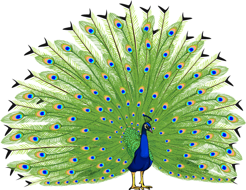 Bird Asiatic Peafowl Clip Art - Peacock Images Hd Png (989x805)