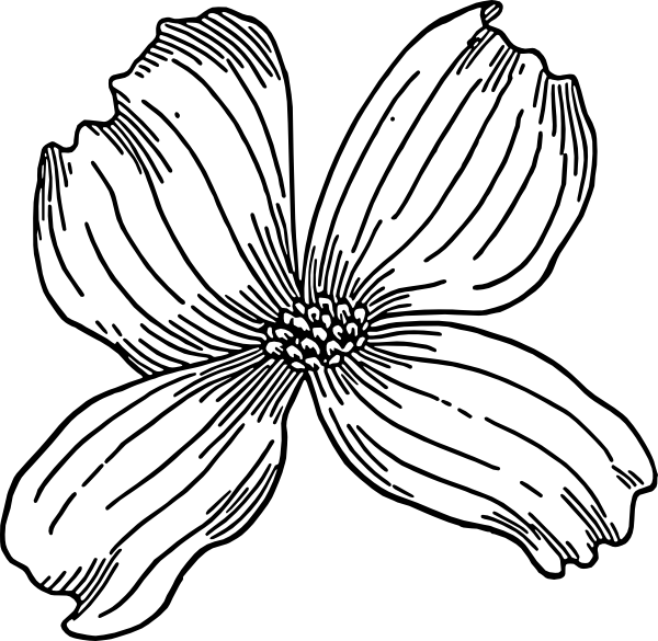 Dogwood Clip Art (600x585)