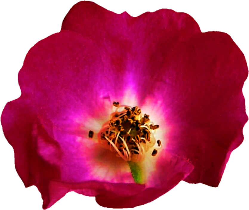 Dark Pink Dogwood Rose By Jeanicebartzen27 - Flowering Dogwood (866x718)