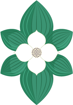 Bunchberry Dogwood - Creeping Dogwood (288x432)