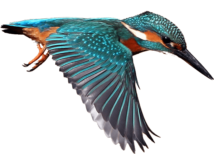 Kingfisher Clip Art Image & Pictures - Kingfisher Clip Art (863x533)
