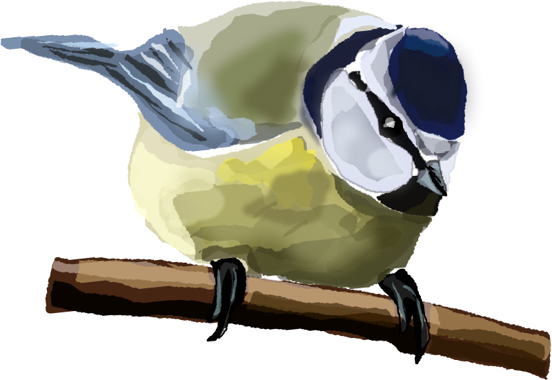 Blue Tit - Custom Blue Tit Bird Shower Curtain (800x551)