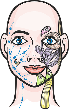 Facial-gym - Massages - - Massage (288x452)