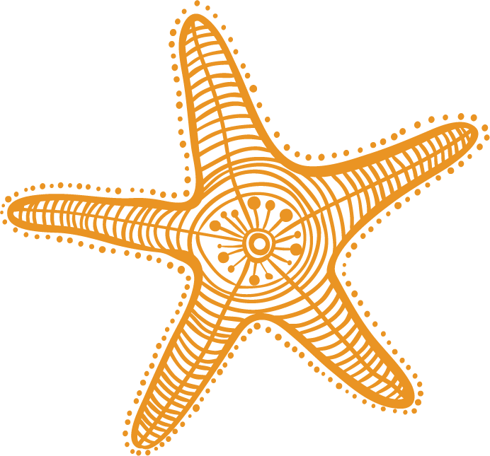 Starfish Drawing Cartoon Clip Art - Dibujo Estrella De Mar (692x645)