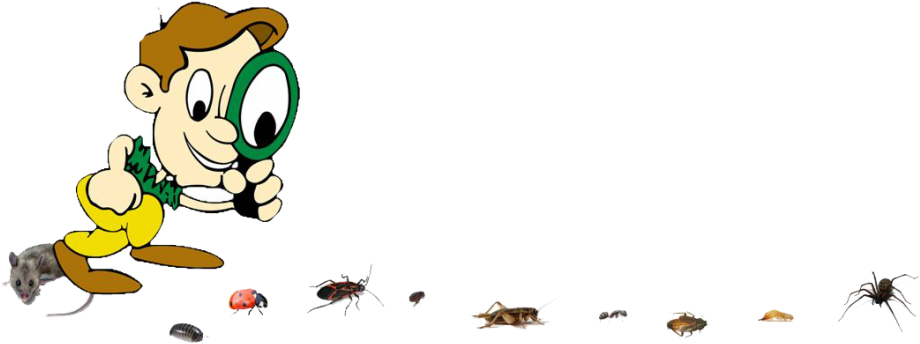 Pest Control Termite Prevention Pest Control Services - Pest (1024x378)