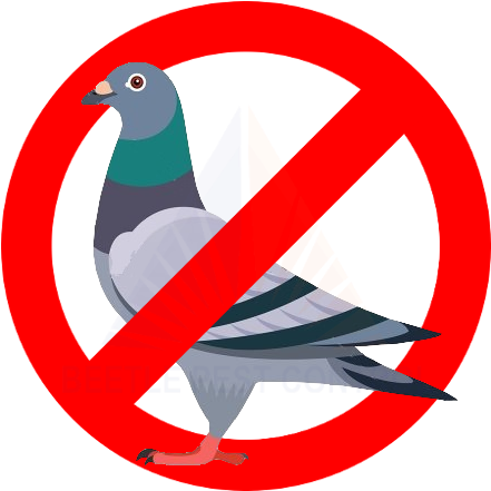 450 - 441 - - Pigeon Control (450x441)
