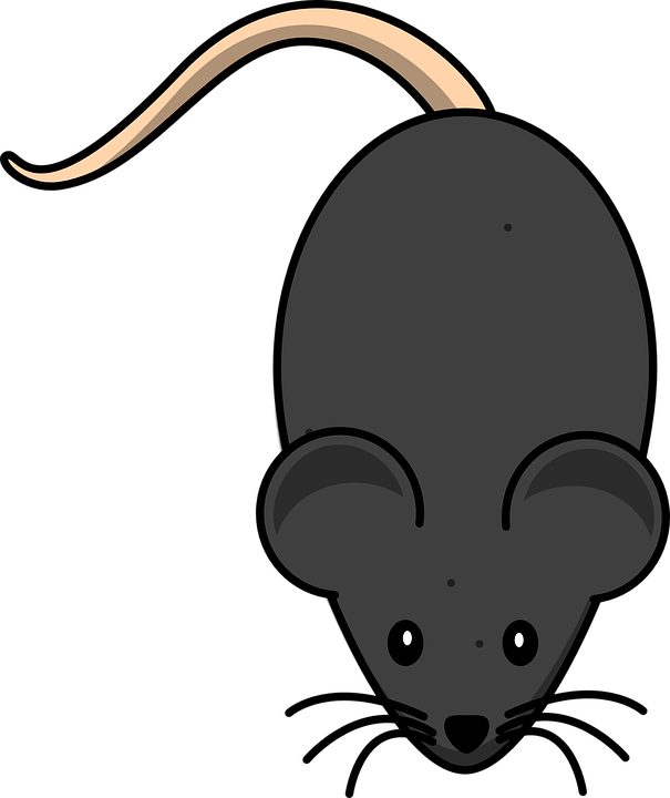 Laboratory Mouse Is White - Mouse Clip Art (605x720)