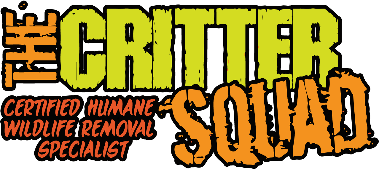 Call Now For Help With Birds - The Critter Squad Inc. (1366x768)