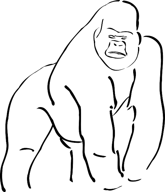 Outline Of A Gorilla Gorilla Silhouette Free Vector - Sketch Of A Gorilla (550x640)