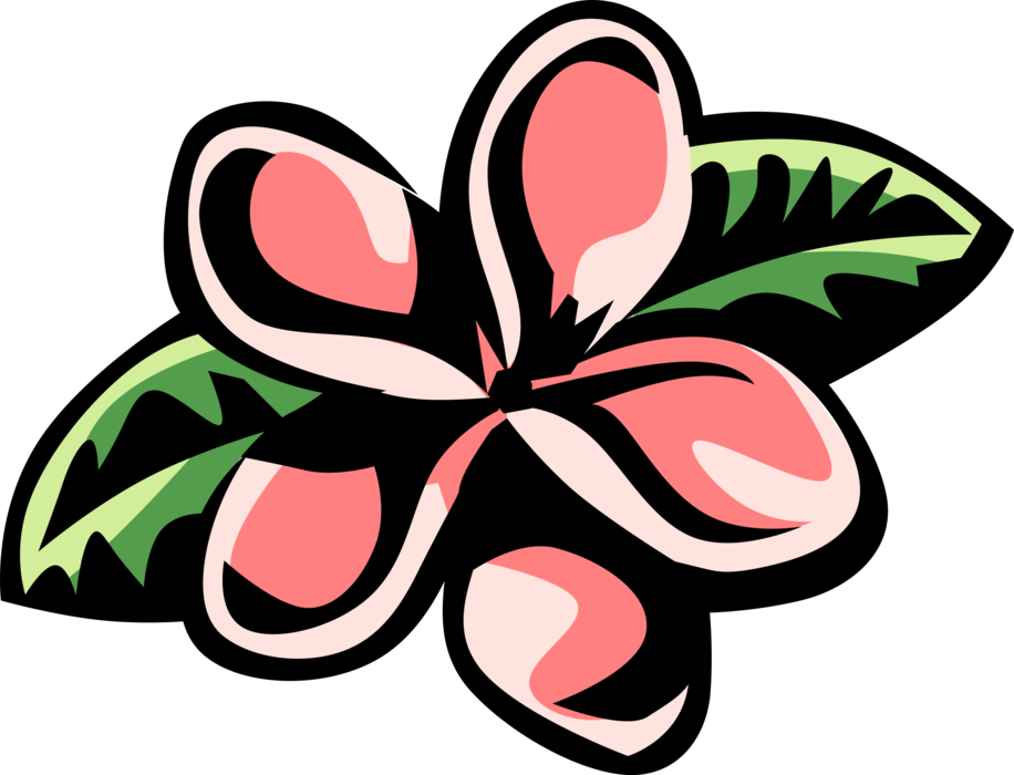 Vector Illustration Of Plumeria Botanical Horticulture - Plumeria Clip Art (916x700)
