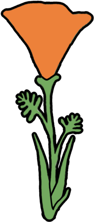 California Poppy California Kelp - Giant White Arum Lily (464x600)
