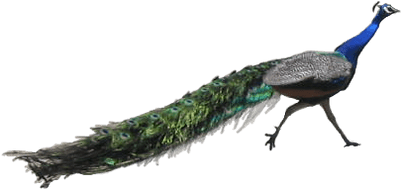 Peacock Running - Peacock (400x400)