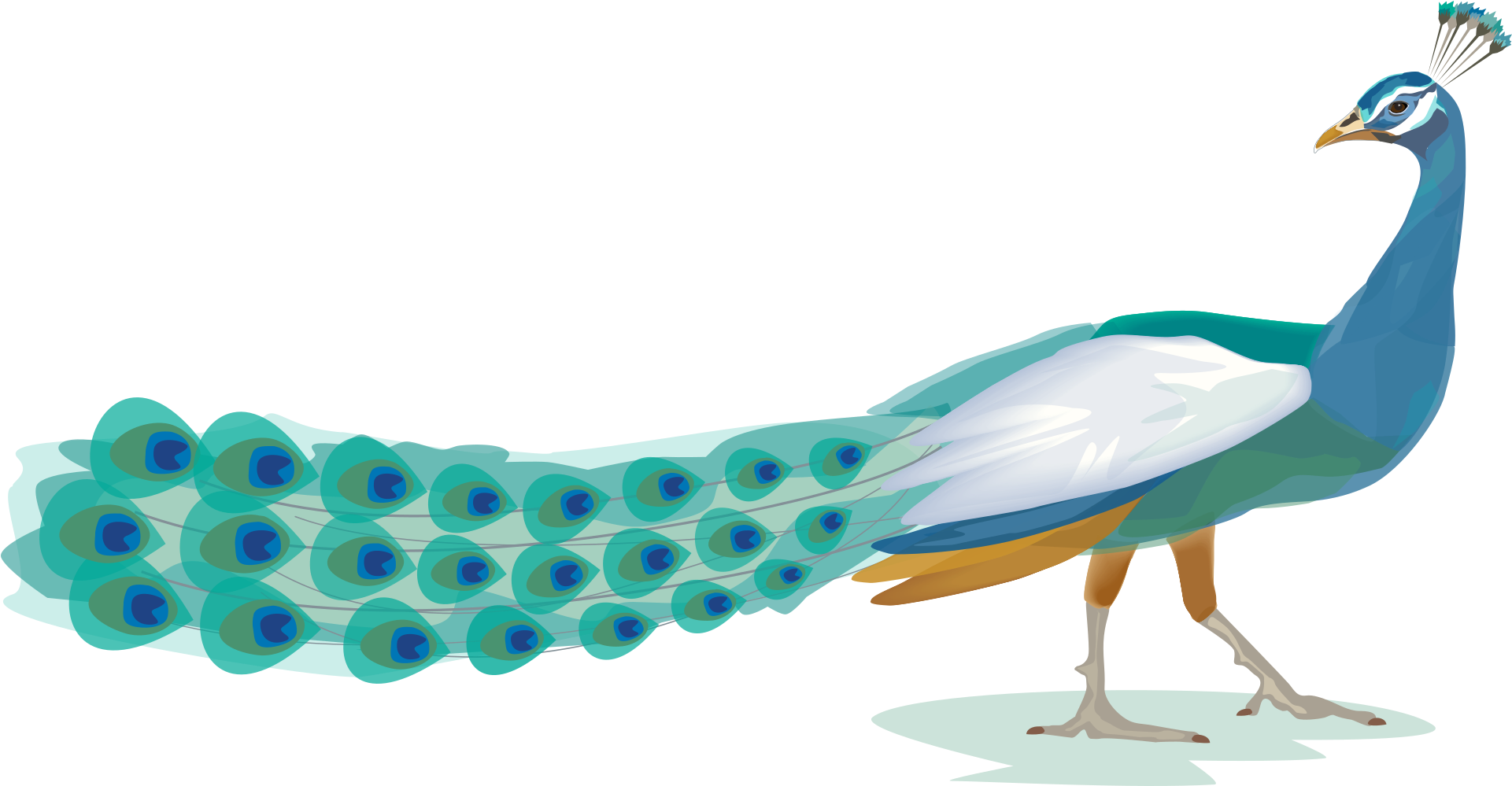 Peacock Wellness Become Self-reliant - Gull (3000x998)